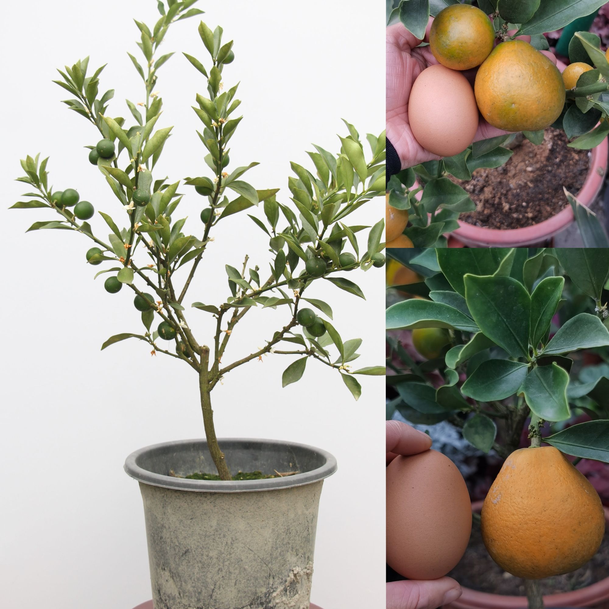 融安脆蜜金柑苗盆栽地栽四季开花结果