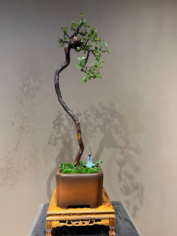 文人老桩坨坨马眼雀梅石楠花水杨梅盆景流泉枫瘤枝卫矛都美竹造型