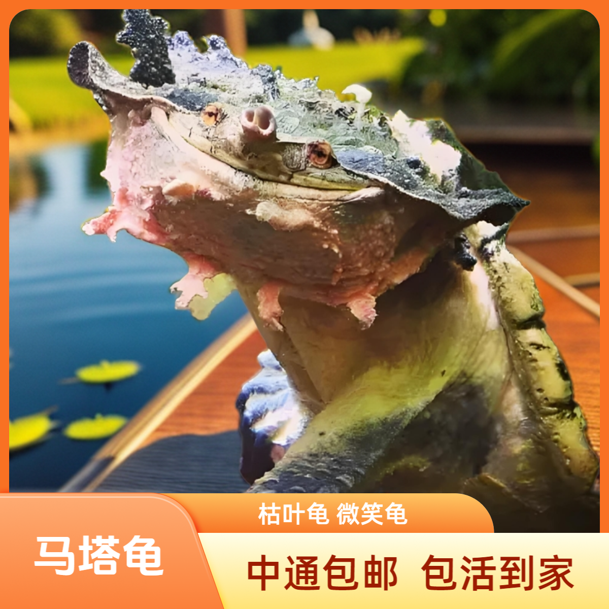 超萌好物人工养殖马塔枯叶龟深水观赏半水浅水巴西草龟花龟地图龟