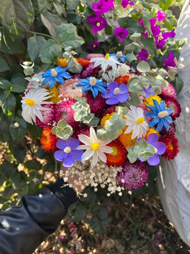 【干花】麦杆菊 太阳花真花干花花束