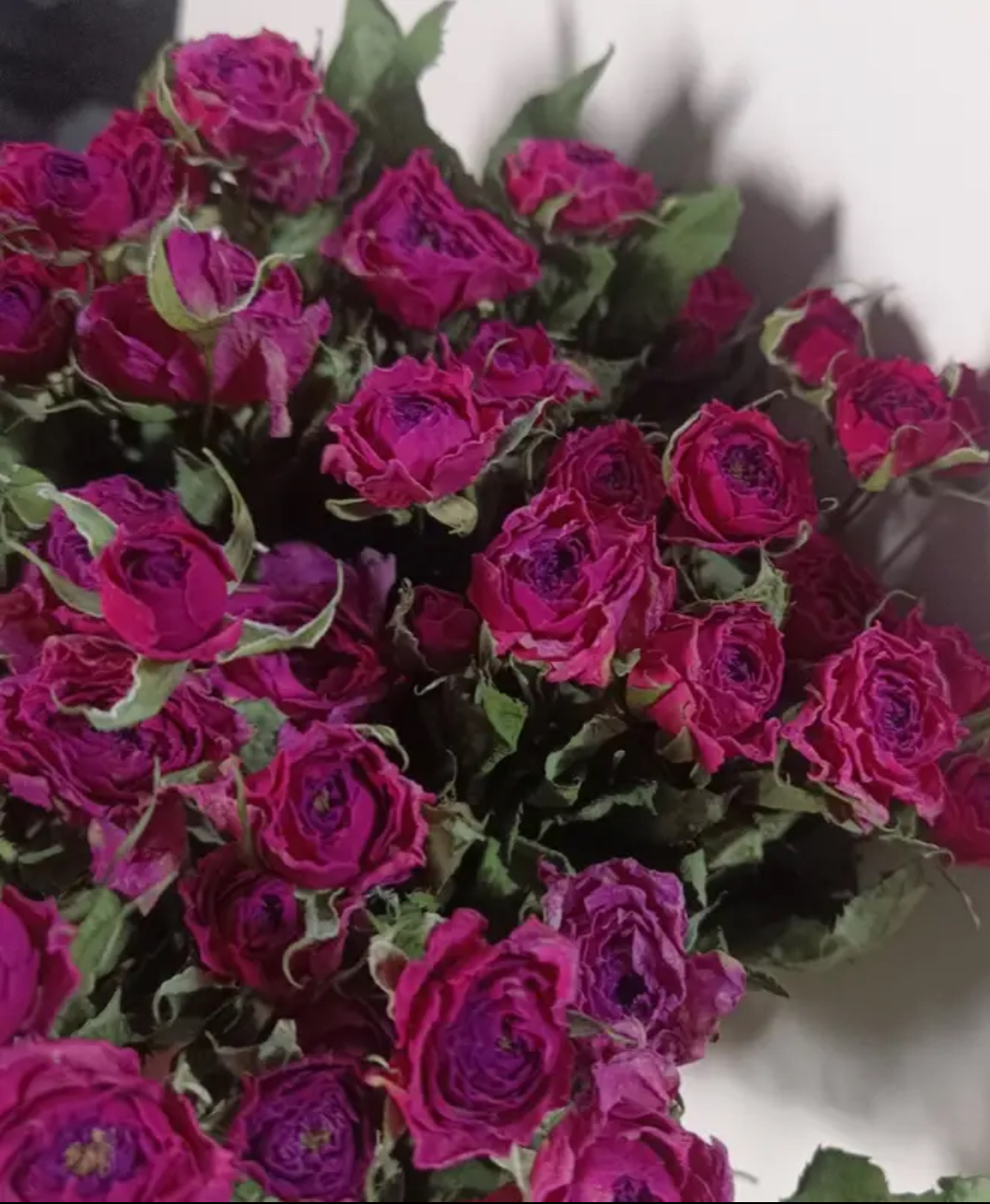 【干花】玫红色系苏菲宝贝干花真花