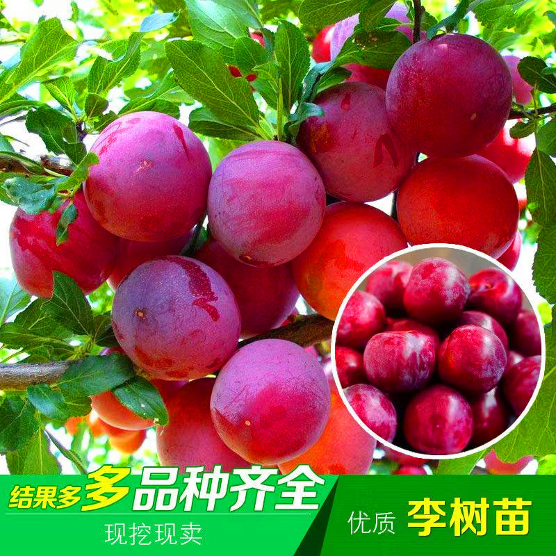 嫁接李子树苗新品种南方北方种植盆栽地栽西梅李子苗当年结果种苗