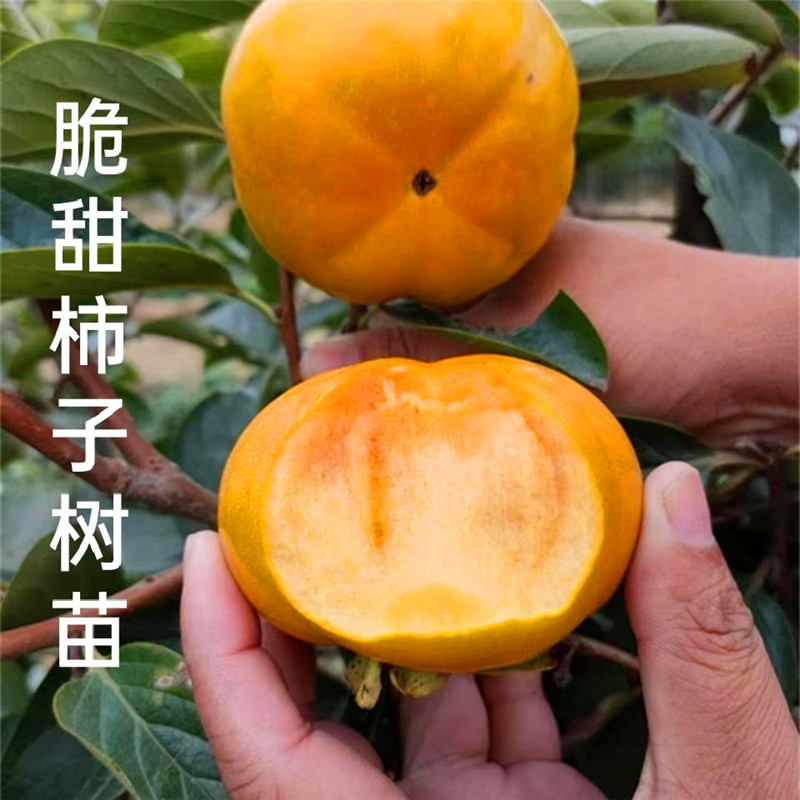 嫁接脆甜柿子树苗巧克力柿子苗南方北方种植盆栽地栽当年结果种苗