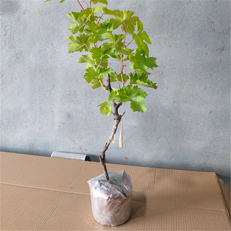 嫁接阳光玫瑰盆栽地栽南北方种植爬藤庭院阳台