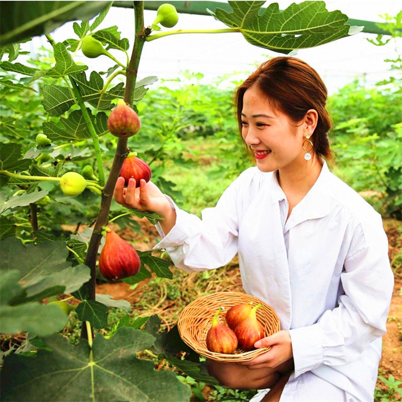 无花果苗波姬红无花果树苗当年结果盆栽地栽南方北方种植新品种