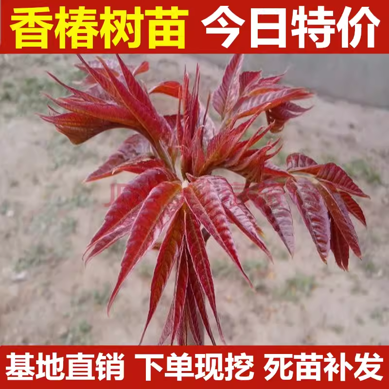 香椿苗树食用地栽盆栽南方北方种植四季红油香椿苗香椿芽树苗