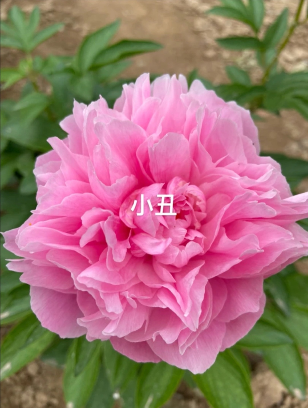 精品芍药小丑菏泽基地发货