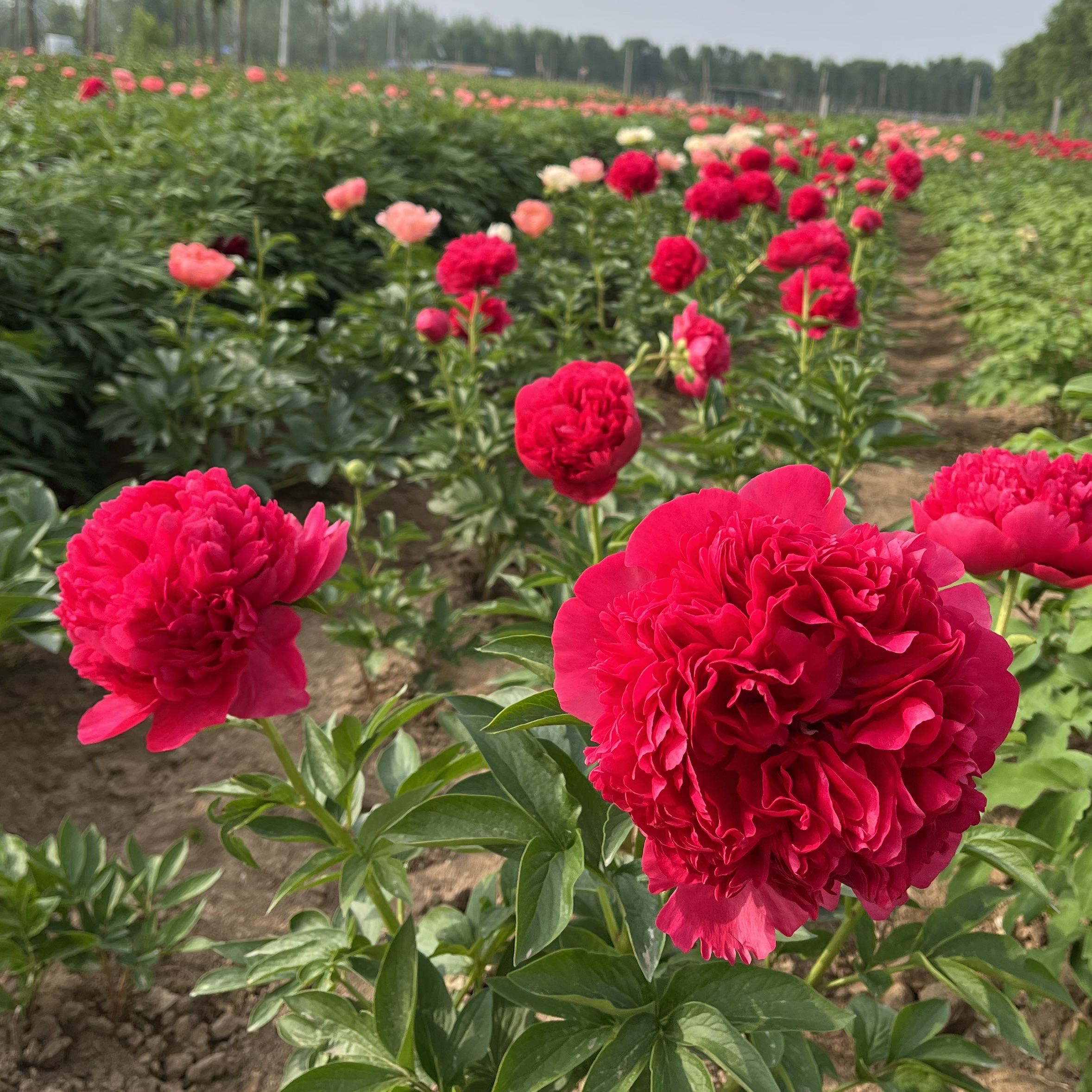 进口芍药（御前表演）秋季发货拍下送肥