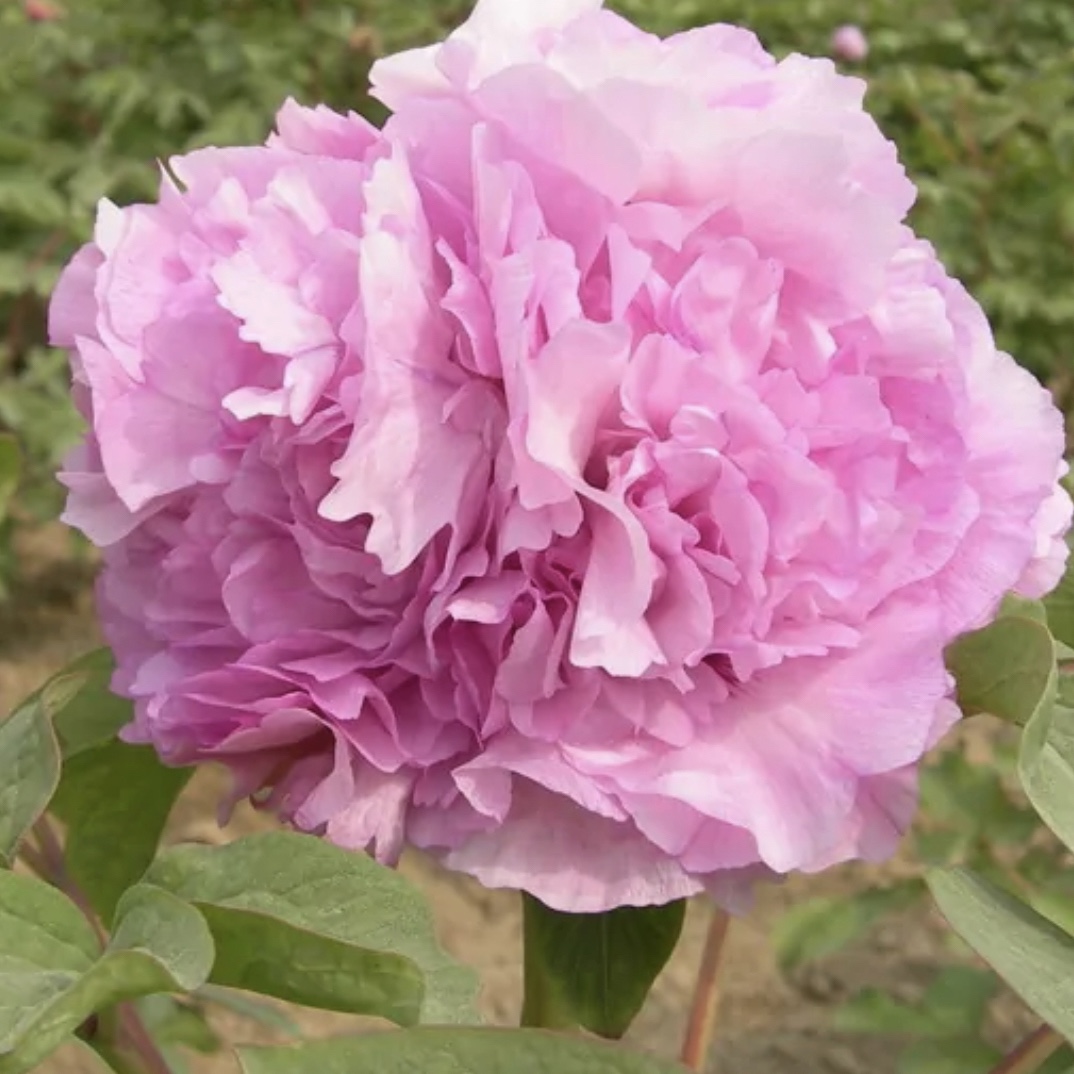 多年生花卉牡丹：青翠蓝