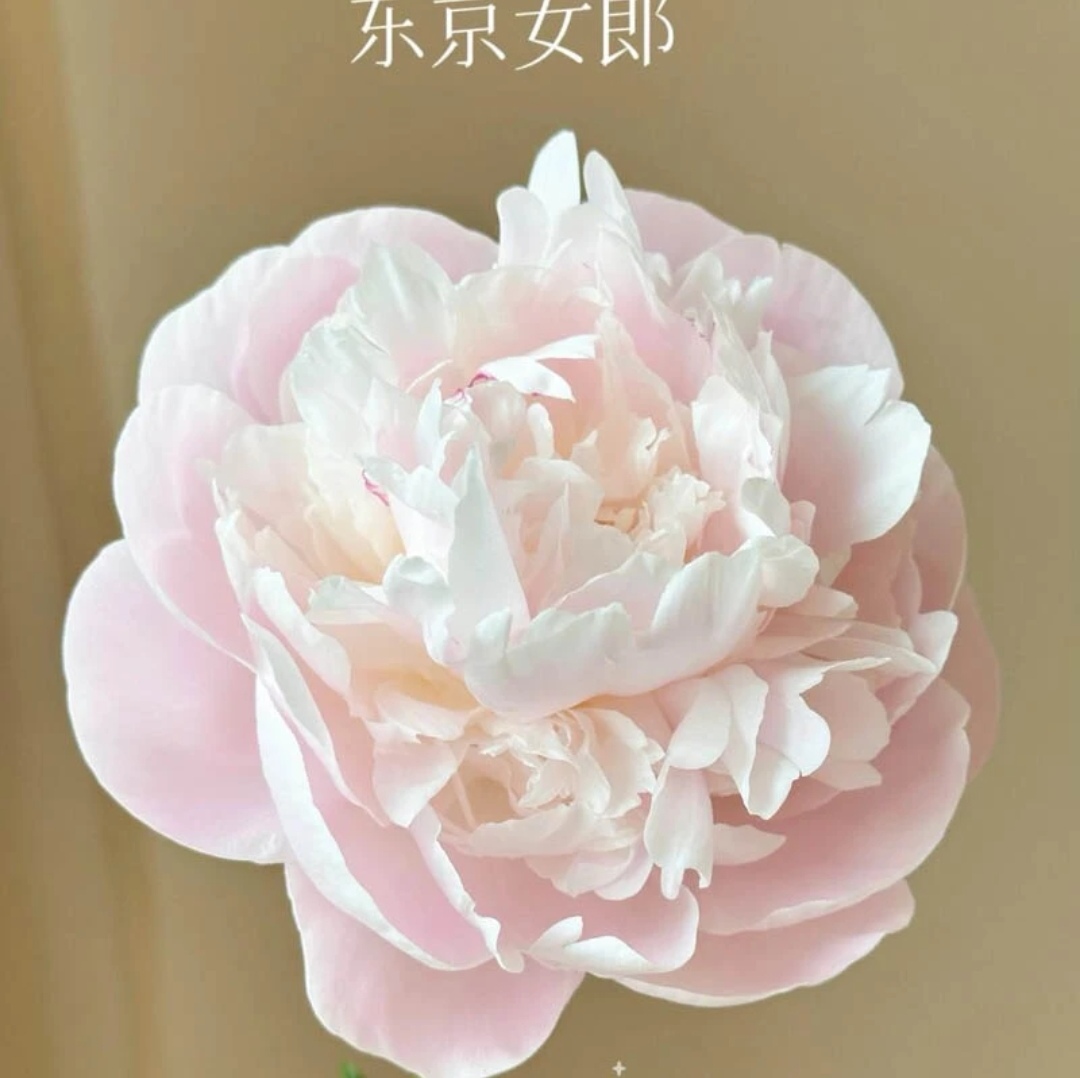 精品芍药  东京女郎 菏泽基地直发