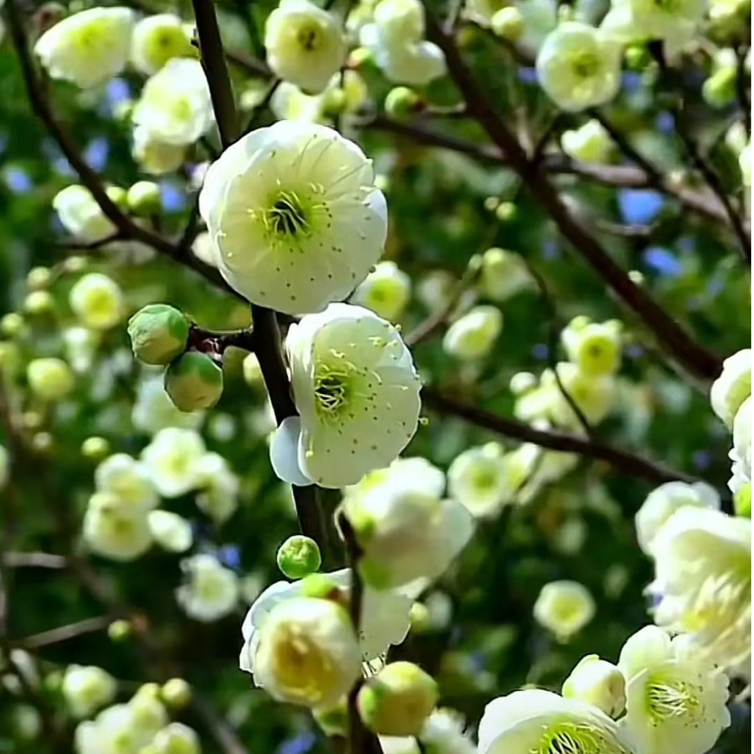 【绿梅15年老桩】清香梅花盆景红梅腊梅花卉室内外庭院植物耐寒盆栽