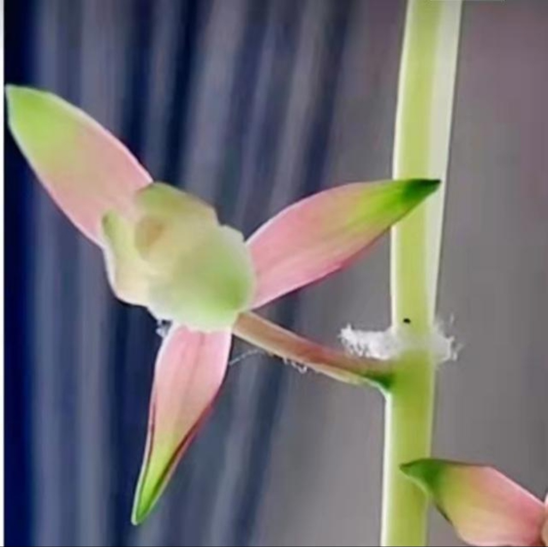 组培惠兰彩云追月瓶苗彩素花已练苗好养易活基因稳定兰花