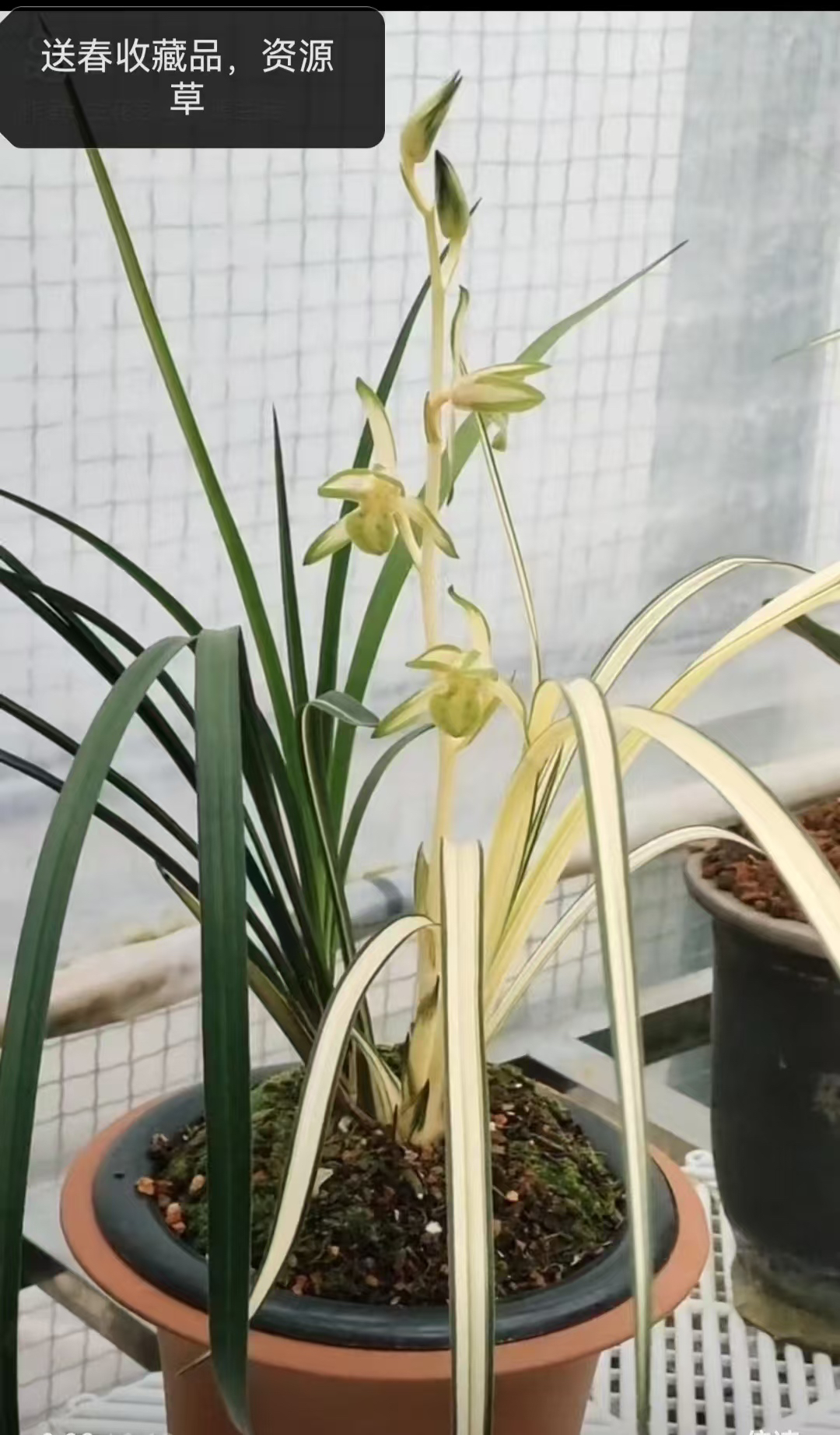 送春收藏种科技组培铭品国兰种苗花艺双全中透花花艺双全盆栽兰花
