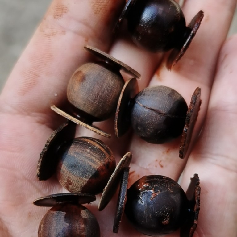 雷击木  雷击枣木 玉化3.0  2.0  1.5定制链接