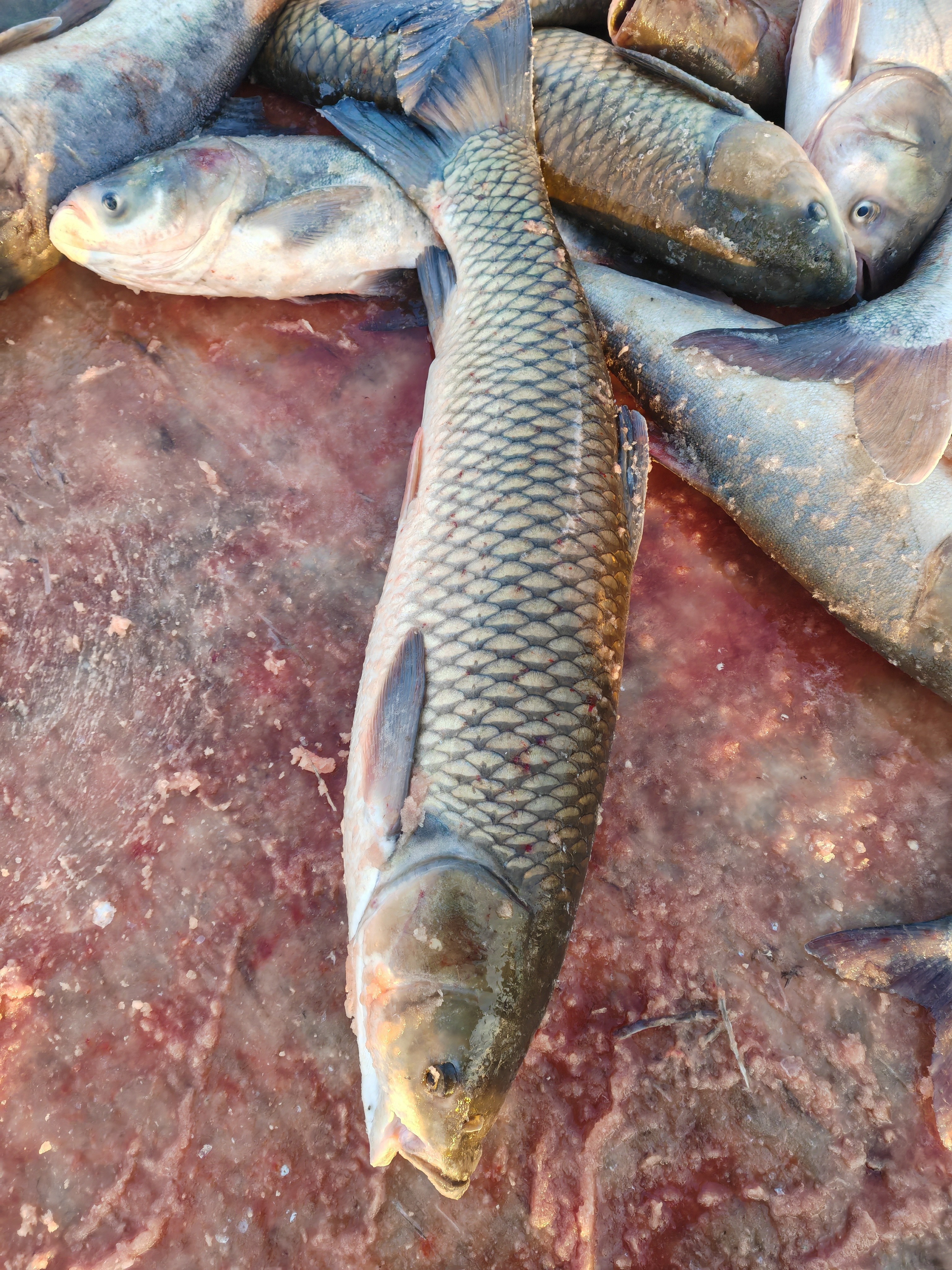 淡水鲜活速冻大草鱼6斤到30斤包邮
