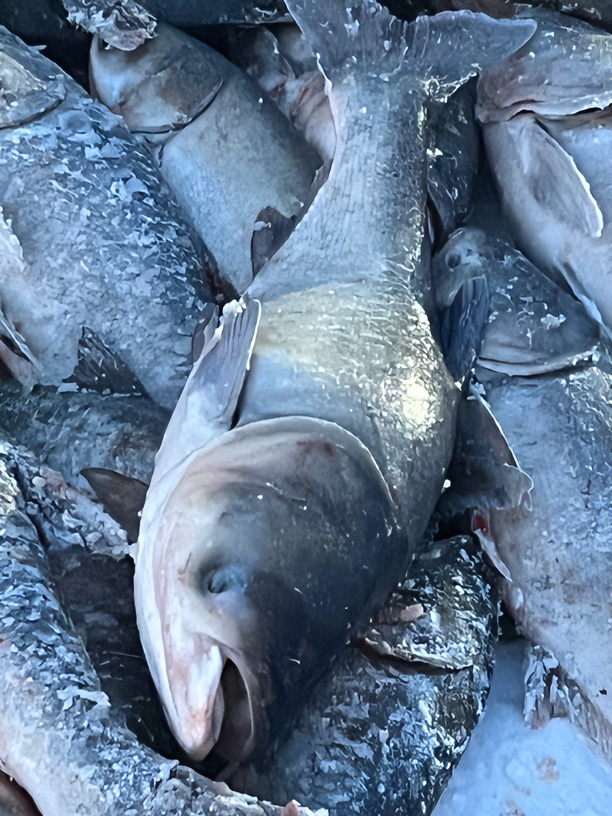 年年有鱼野生大胖头鱼6斤到50斤包邮