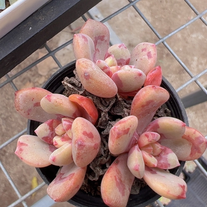 3头血滴子【两单包邮】一物一拍