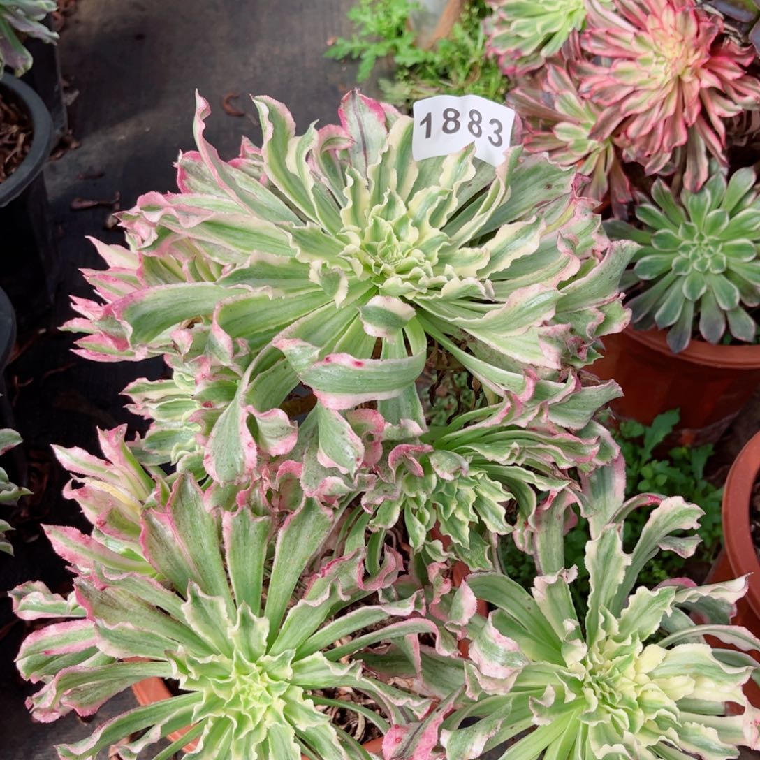 云翠不售后发货发货