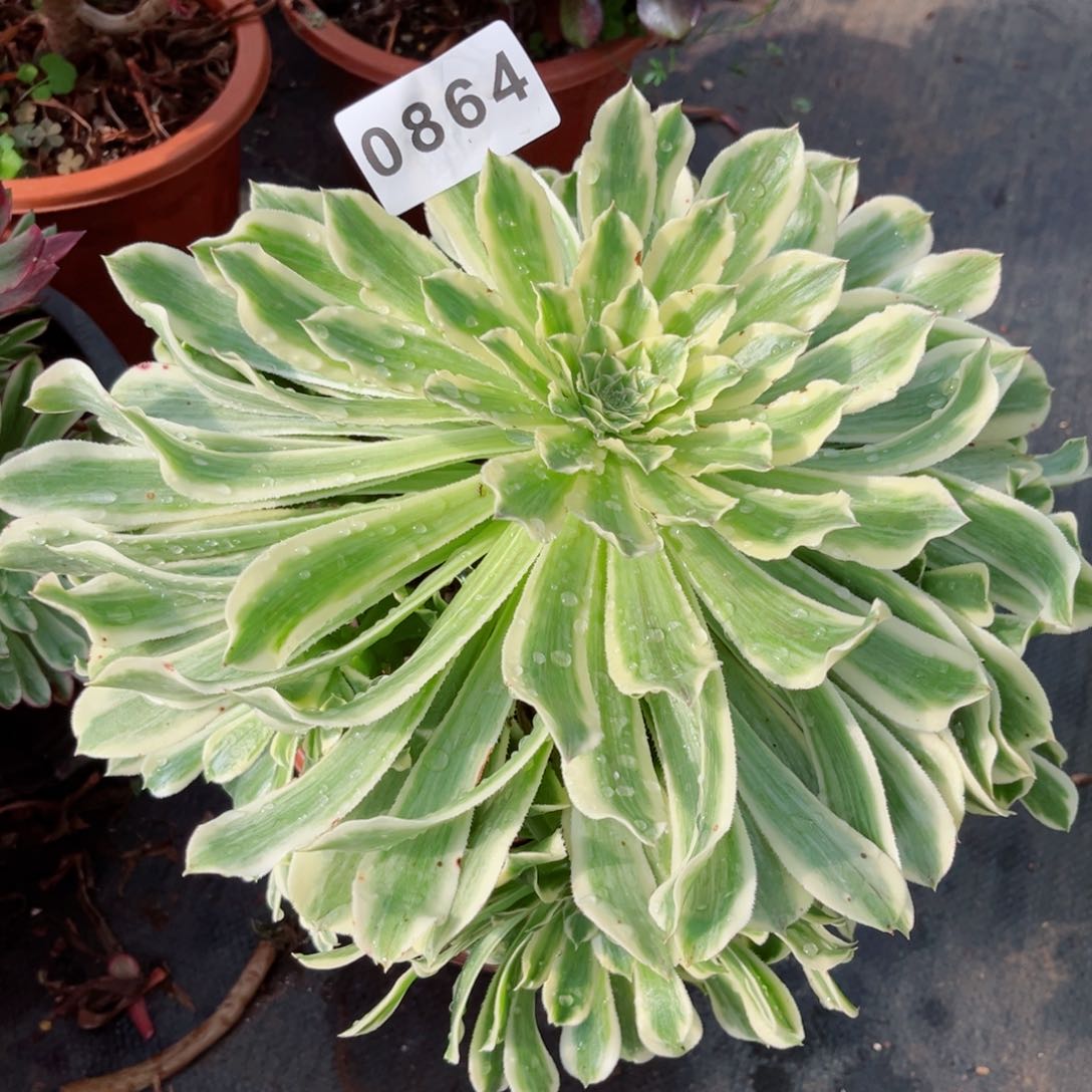 碧浪多肉发货发货