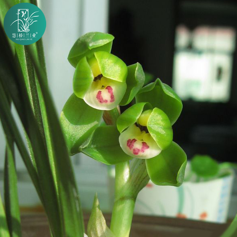 春兰【翠盖荷】幽香型兰花庭院绿植美观植物花期1到4月精美栽培花卉