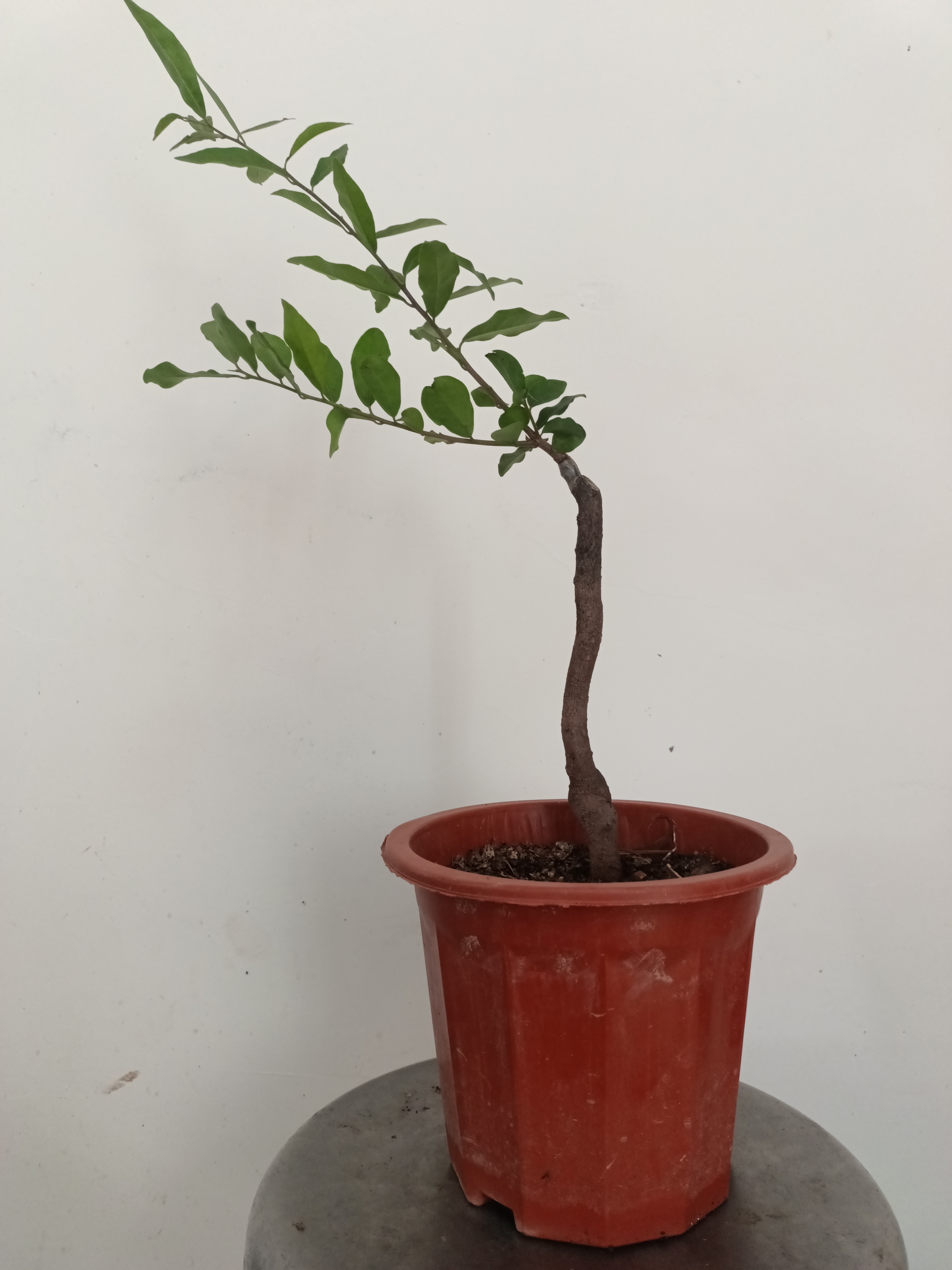 金弹子 盆景  血红果  品种桩