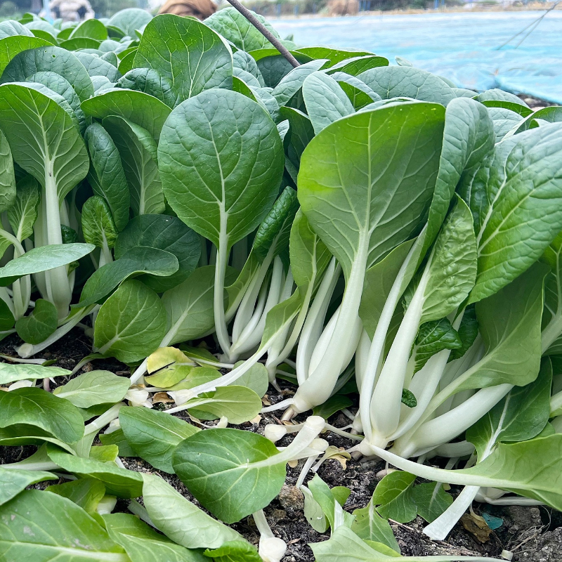 小白菜种子广东黑叶小白菜四季蔬菜种籽速生白菜种孑耐热阳台种植