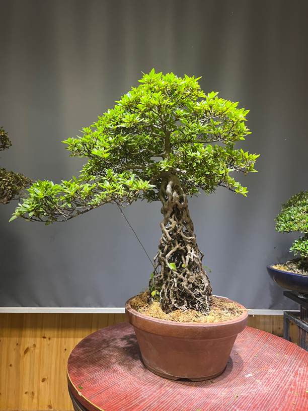 提根新日光杜鹃花