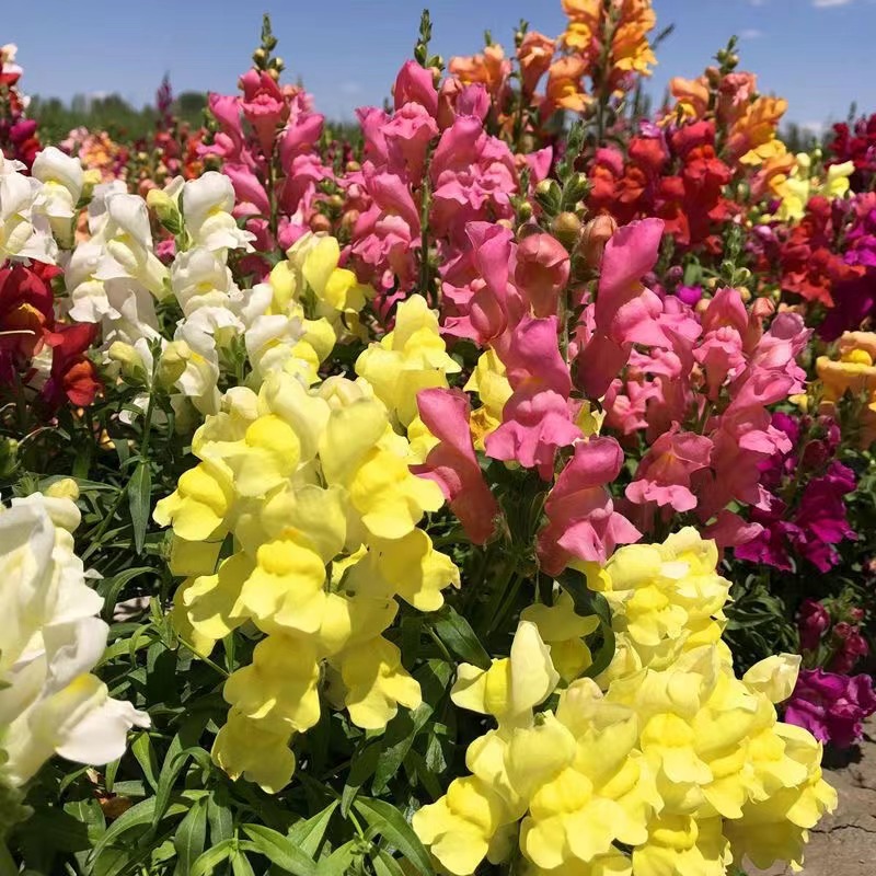 【小苗】矮生金鱼草盆栽花卉耐寒好养易活花卉开花植物