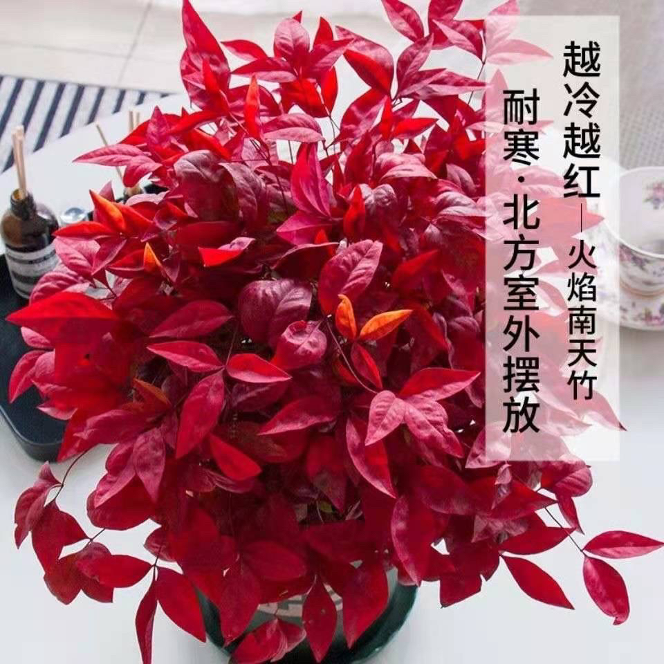  南天竹盆栽盆景地栽庭院栽种耐寒秋季北方耐寒秋季北方