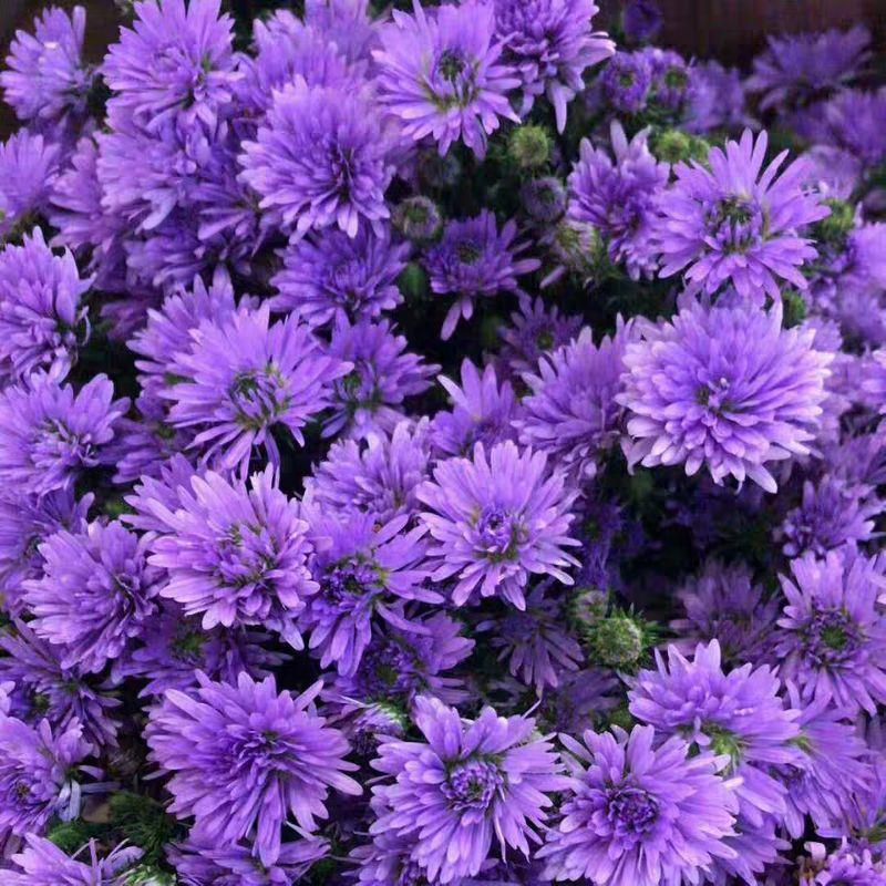 紫菀多年生开花耐寒耐热盆栽粉红蓝白多色紫苑千头荷兰菊花苗春季