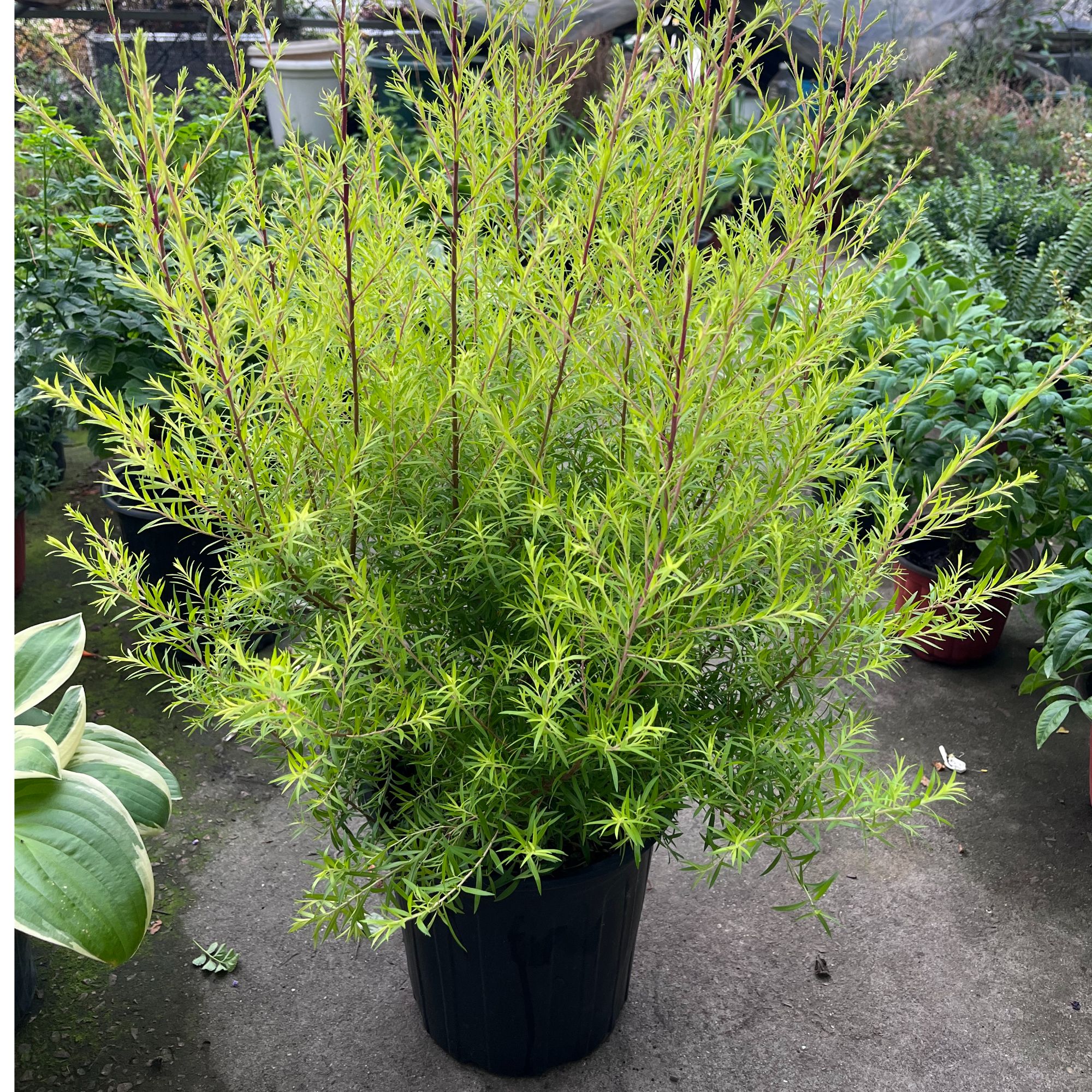 黄金香柳树苗盆栽阳台绿化植物四季常青室外庭院花园绿植观赏植物