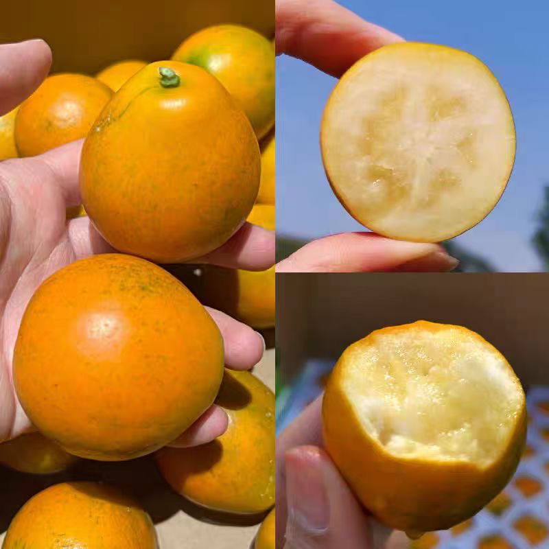 只发一线城市广西融安摩尼脆蜜金柑生态农业脆皮纯甜多汁原箱包邮