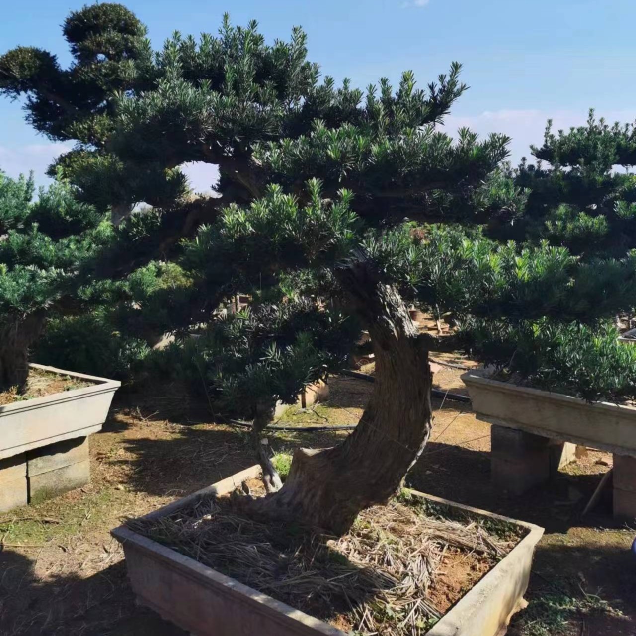 精品罗汉松庭院绿植 一物一拍