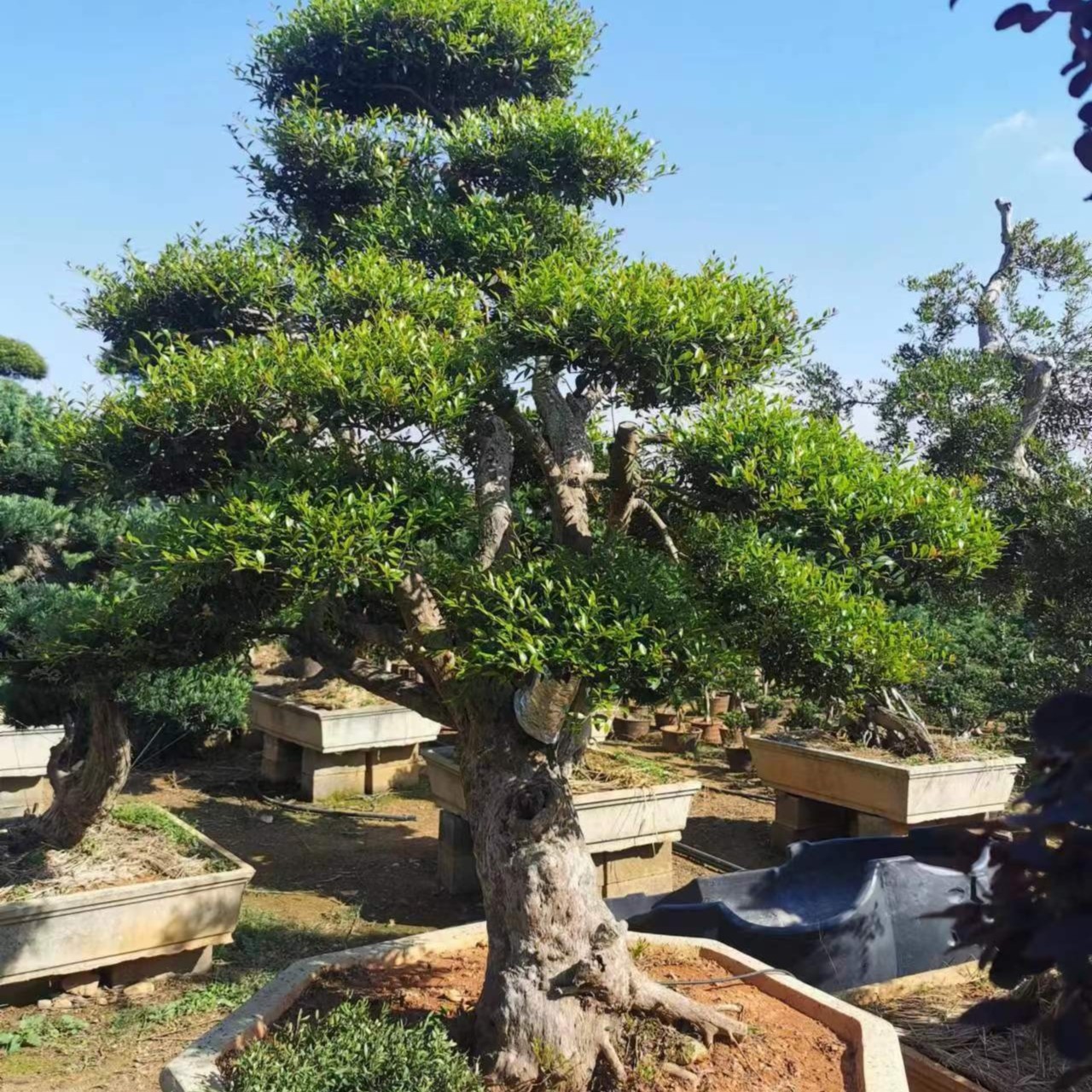 精品小叶赤楠美化庭院绿植一物流泉枫一拍