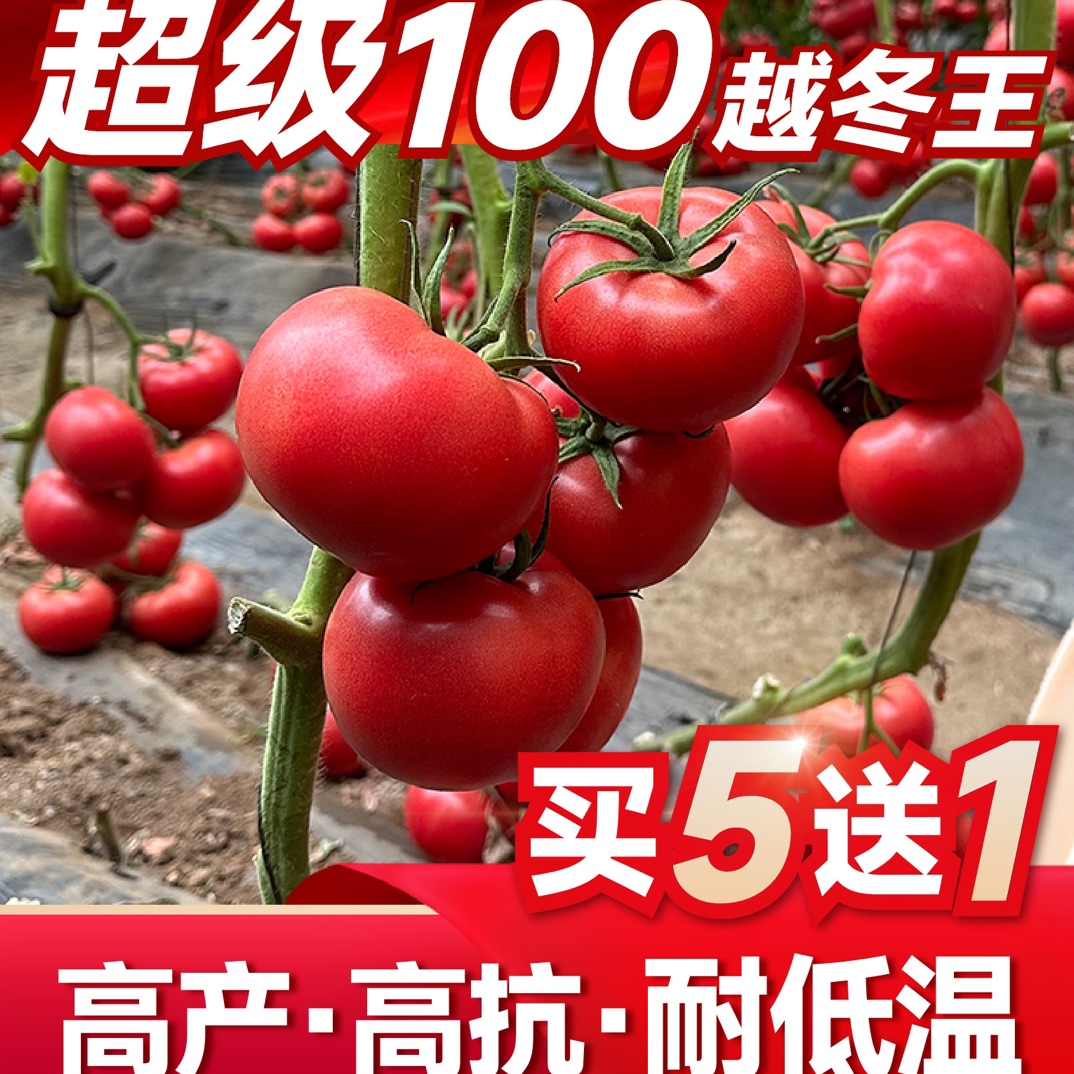 超级100越冬王番茄种子