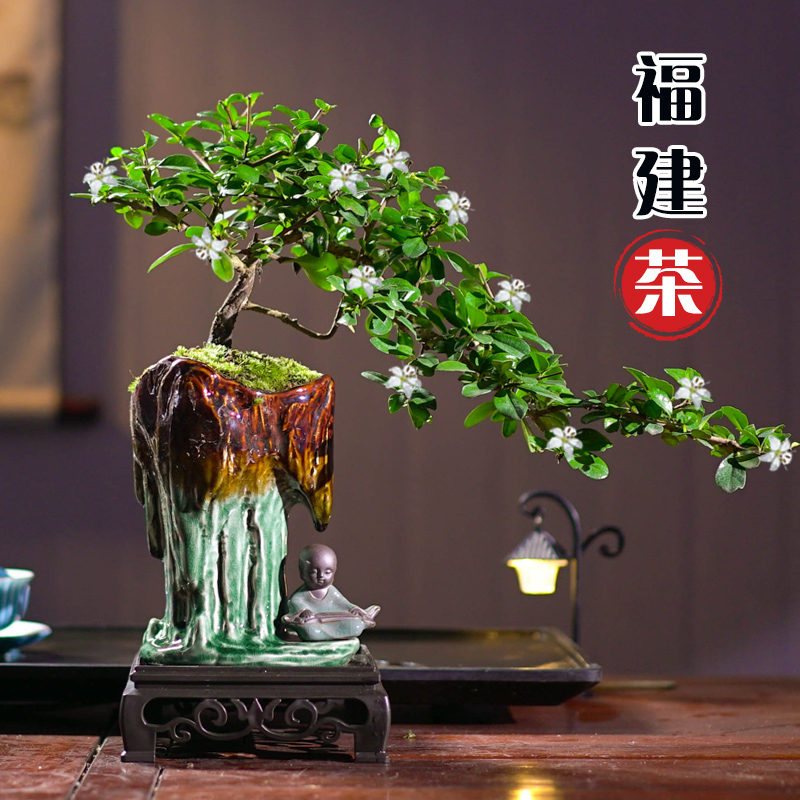 飘枝福建茶老桩盆栽造型好养室内盆景办公桌面植物中式禅意风