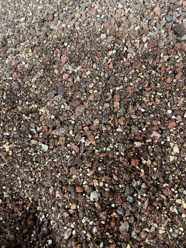 橙子多肉植物 颗粒土控养，发根快