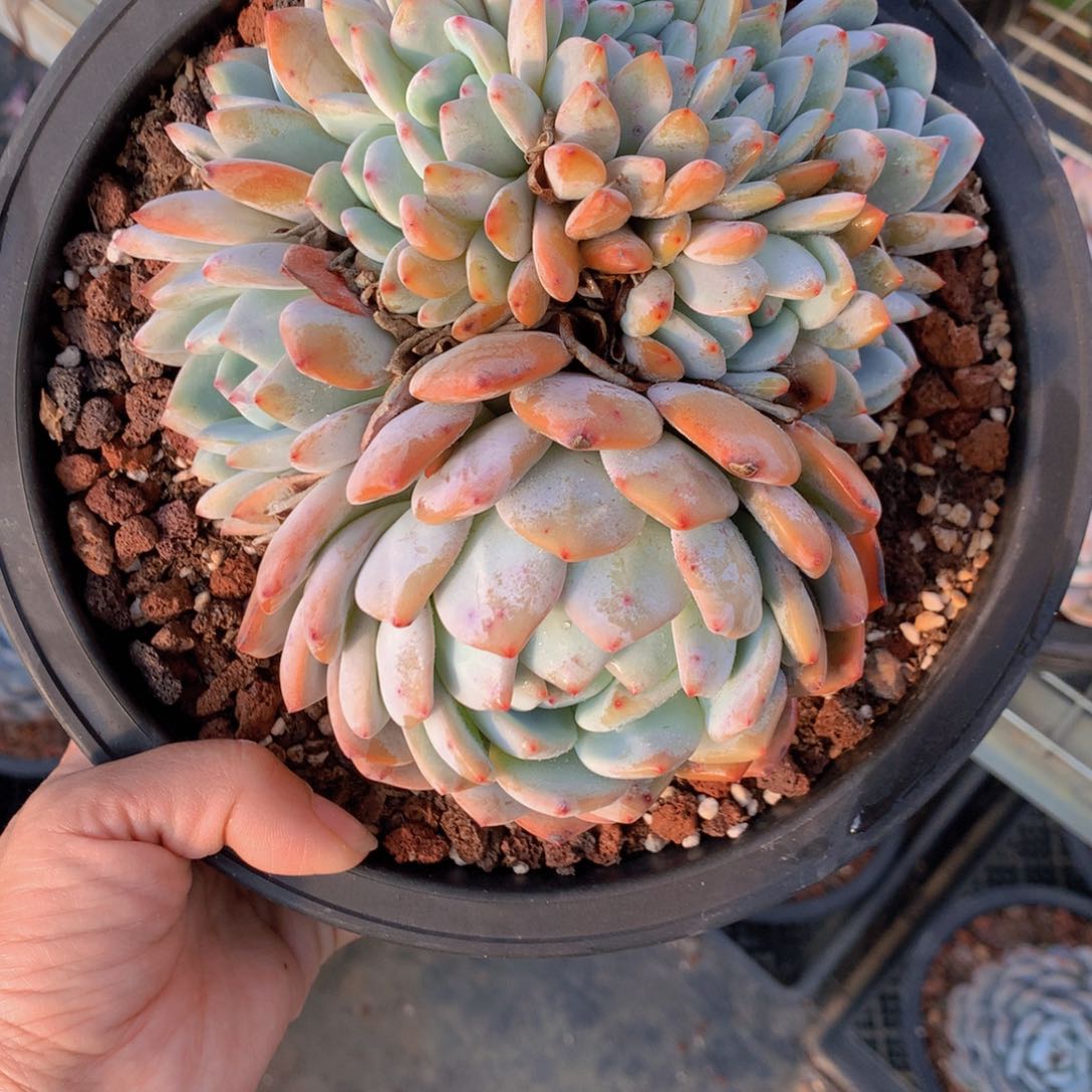 2881九朵加缀有时间的话一定