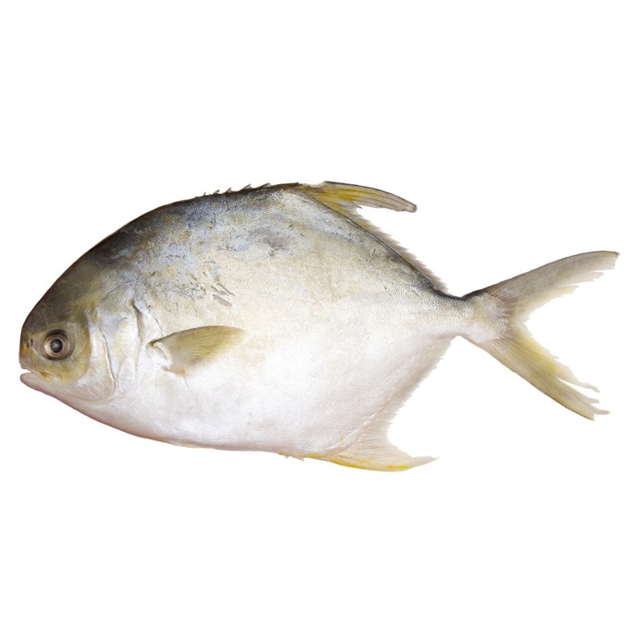 冰鲜金鲳鱼1条 约650～700g（如需处理请备注，处理后鱼身失重约20%~30%）