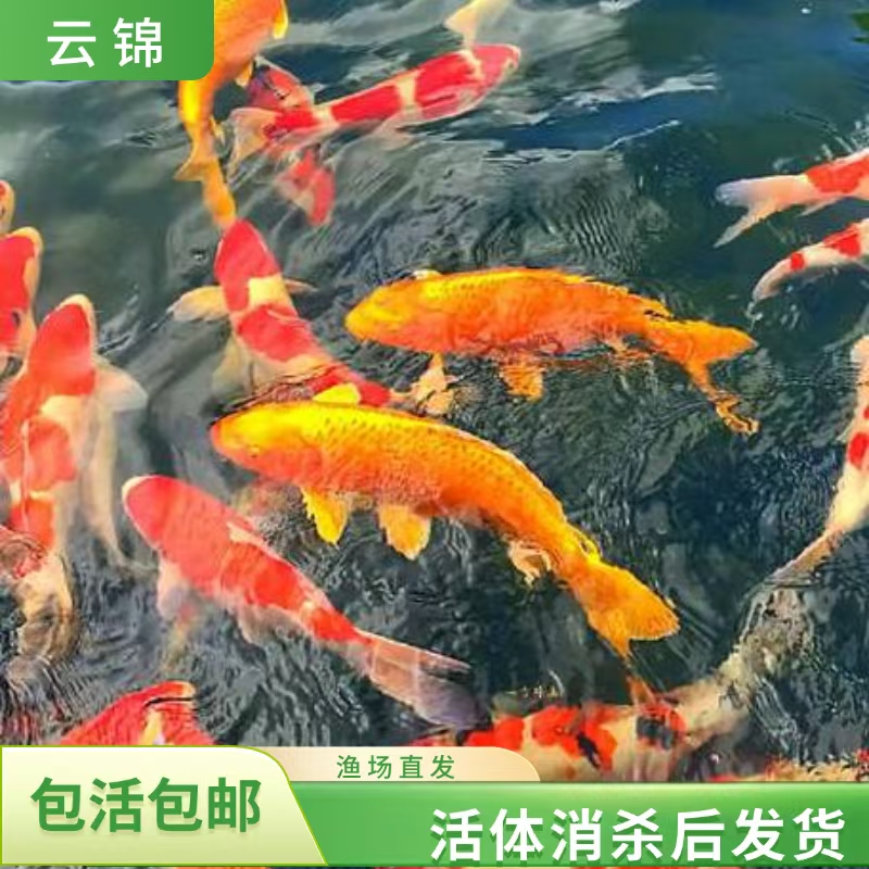 【直播链接】纯正血统红白三色黄金白金小鱼观赏鱼活体泰狮发货