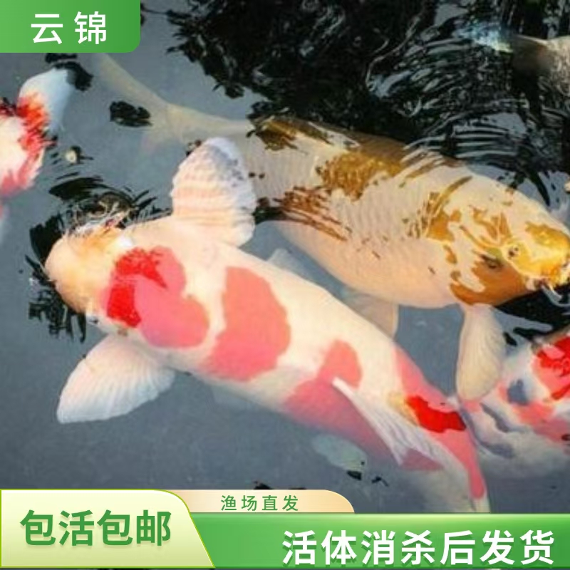 【锦鲤24-28cm10条多种颜色】日系血统红白三色黄金白金黄金观赏鱼