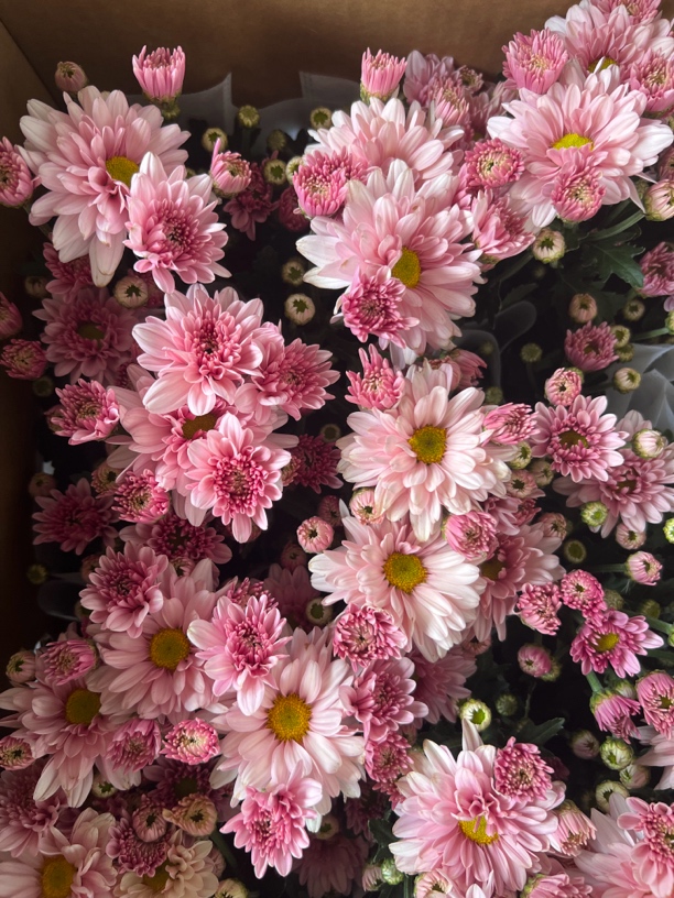 新品荷兰菊【苹果冰粉】花期长花量大盆栽地栽新手易养护