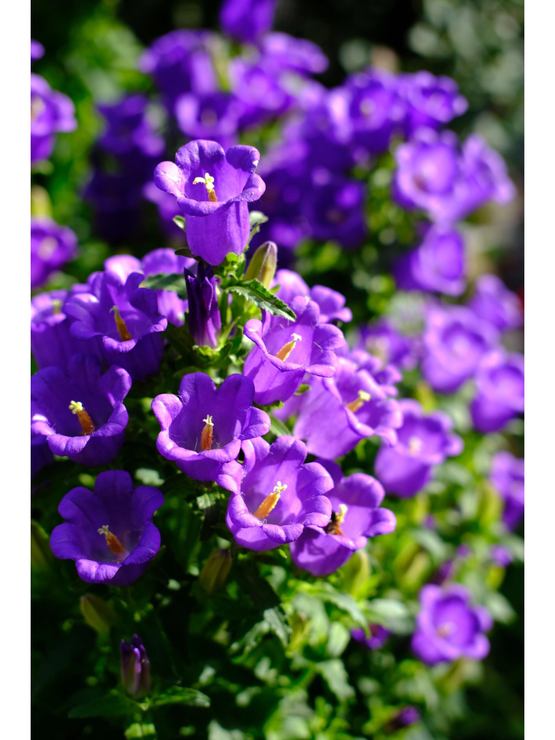 【大花酒杯风铃】铃铛型盆栽庭院阳台观赏长年开花室内外