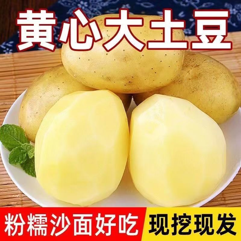 陕北黄皮黄心洋芋土豆马铃薯【买五斤送五斤】