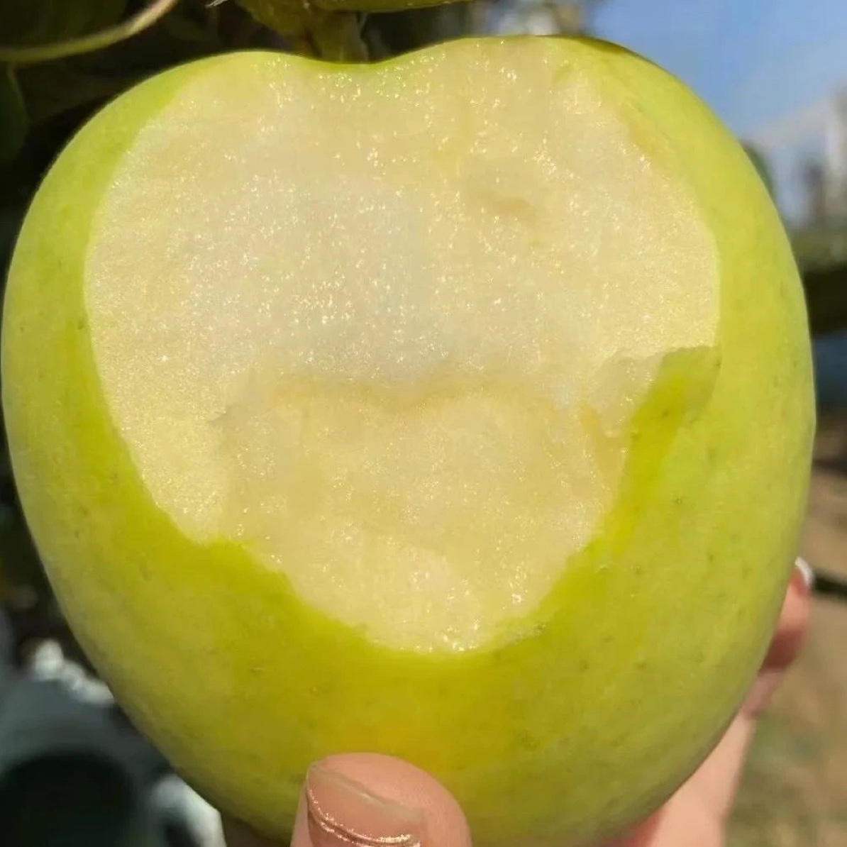 万荣瑞需苹果脆甜多汁清香爽口新鲜当季现发现摘特产