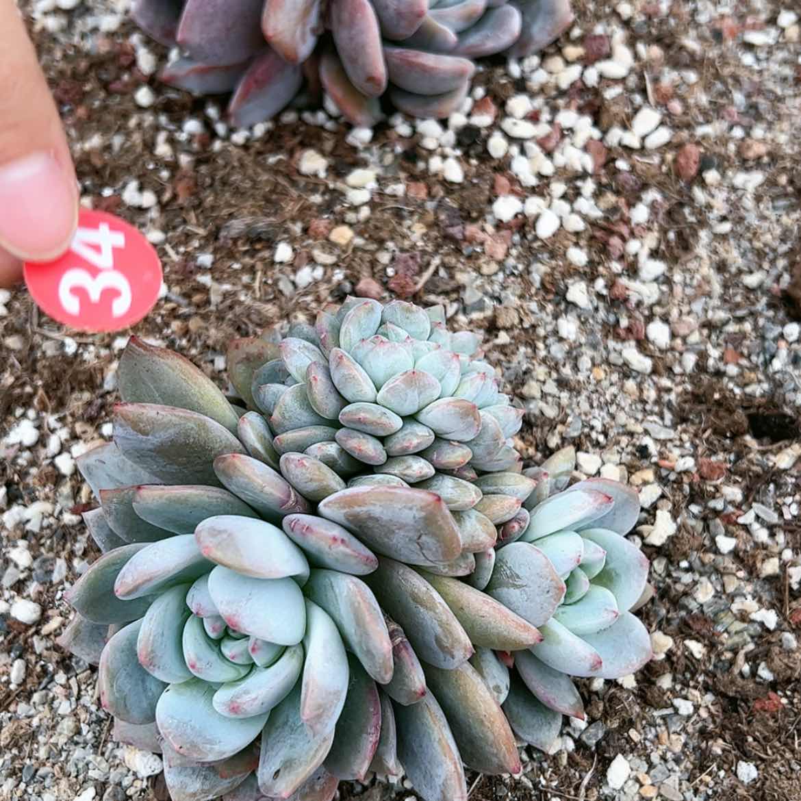 【闪购商品】34带走