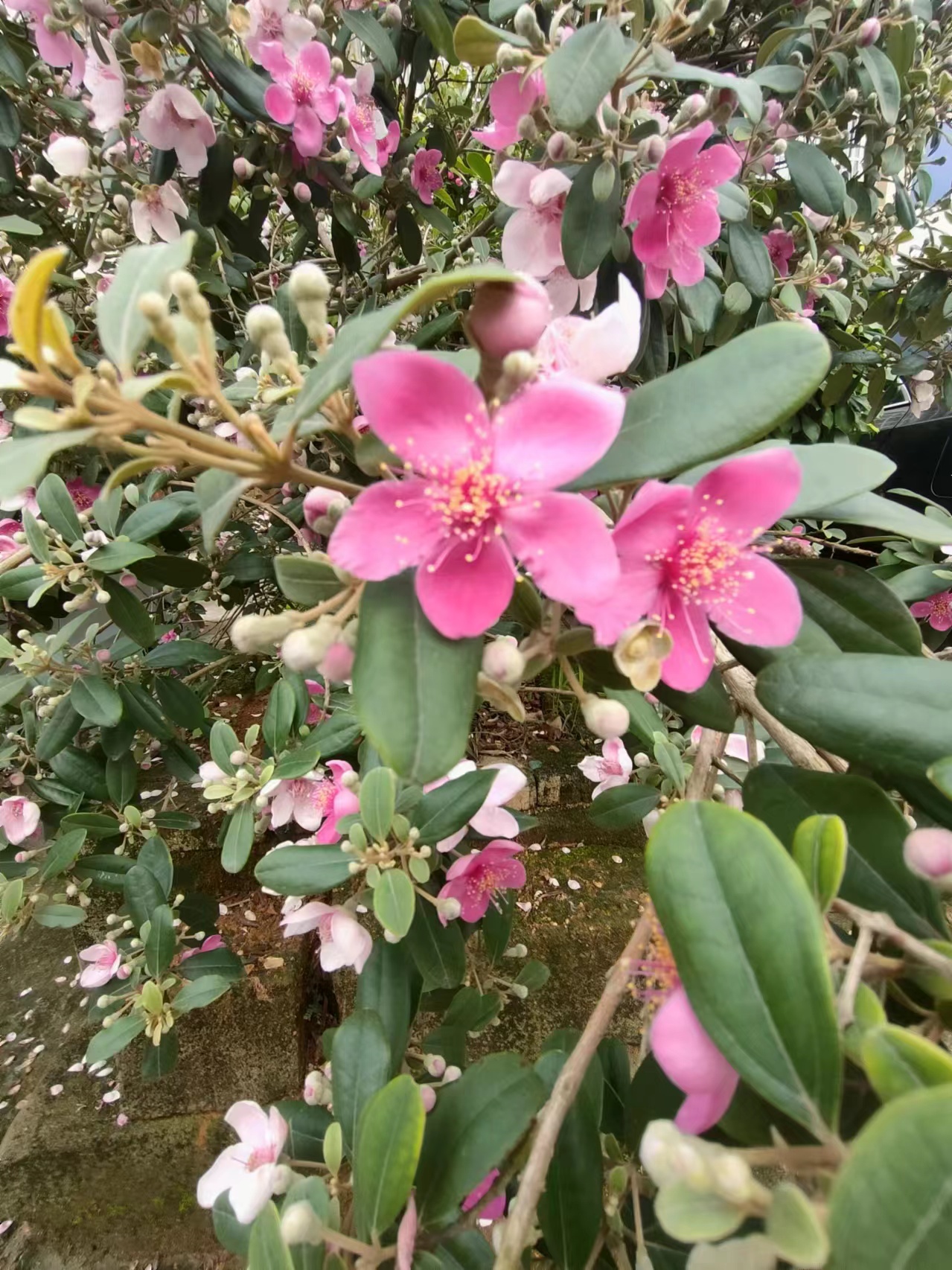 桃金娘、山捻子阳台盆栽、地栽绿植素材现货