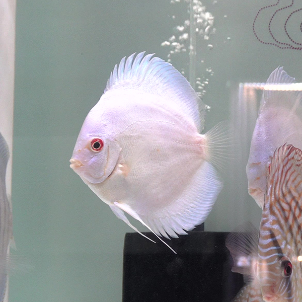 鱼之河【蓝钻天子蓝包邮】七彩神仙鱼热带观赏鱼小鱼观赏鱼饲养