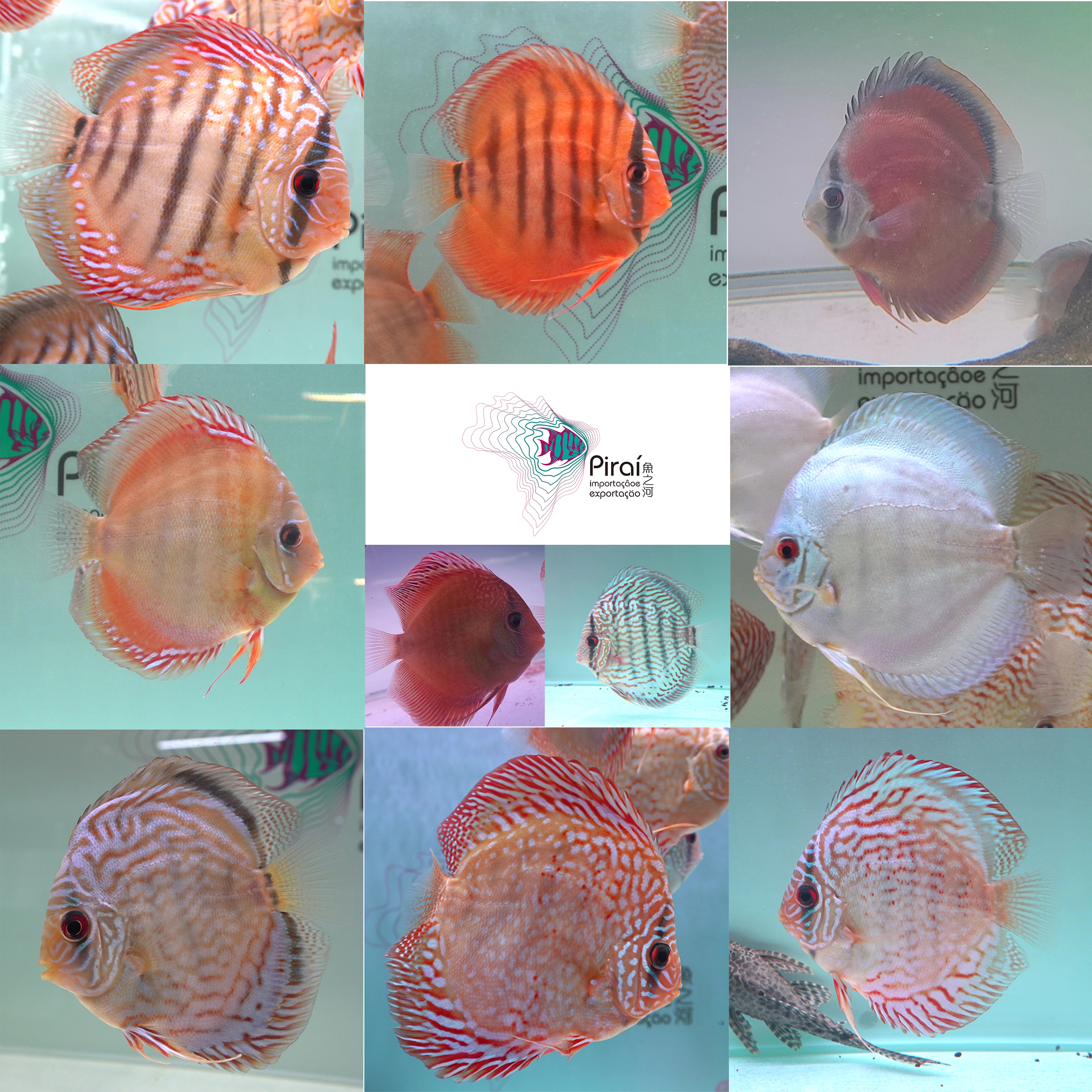 鱼之河练手F1闯缸鱼包邮（全长9CM-10CM）七彩神仙热带鱼观赏鱼小鱼