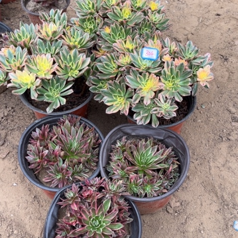304多肉植物组合